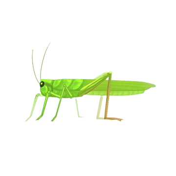 grasshopper